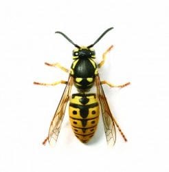 Commercial Bee & Wasp Removal Services