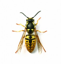 Commercial Wasp Control Services