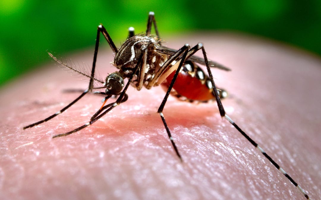 Get Rid of Your Mosquito Infestation with Rose Pest Solutions’ Commercial Mosquito Control Services
