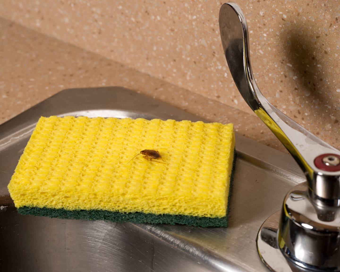 24_German_Cockroach_on_Sink.jpg