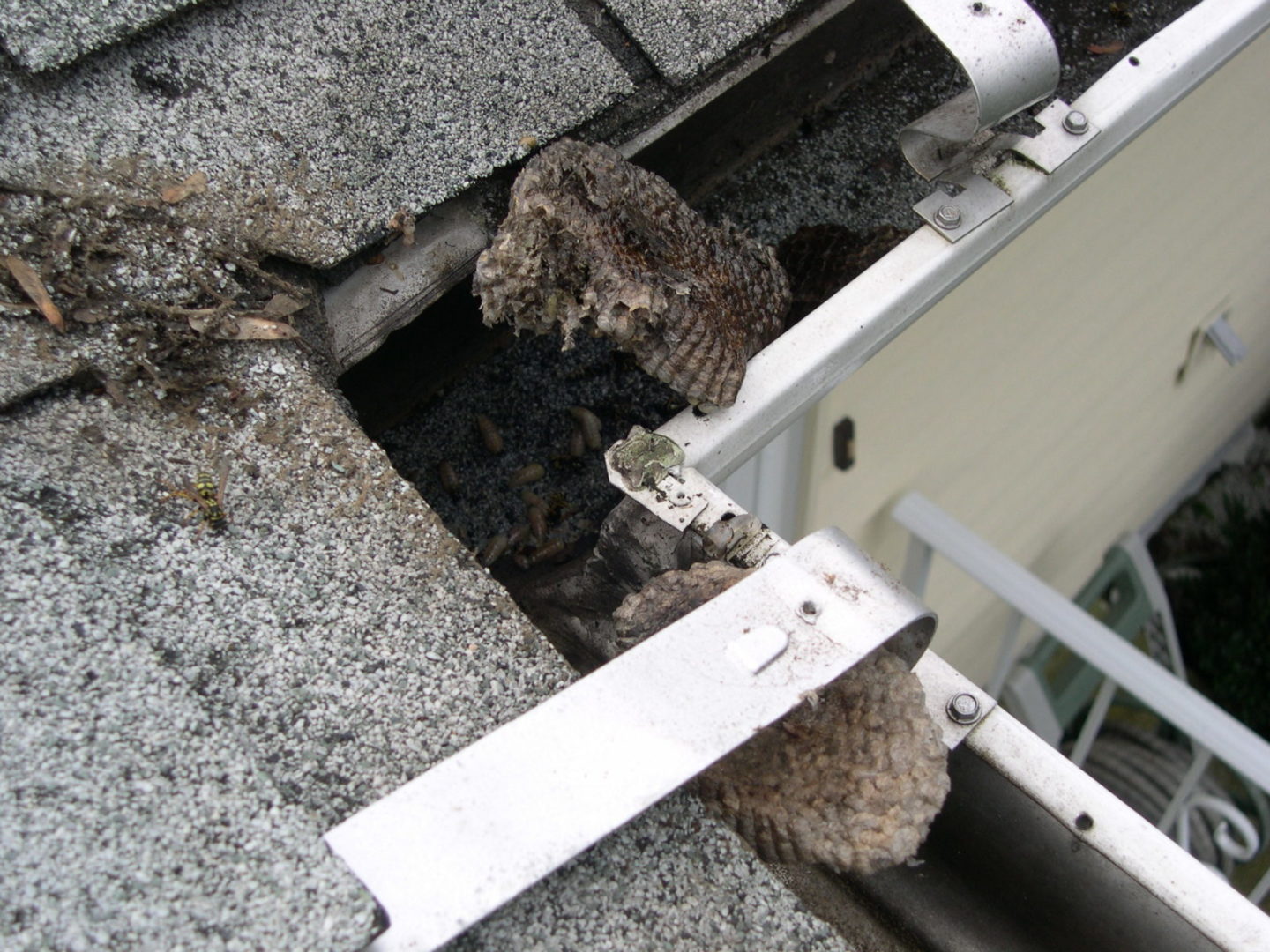 wasp nests in gutters