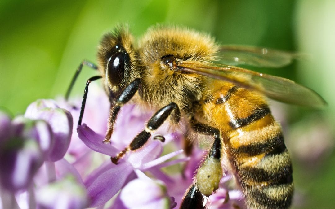 Honey Bees: Our Favorite Pollinators