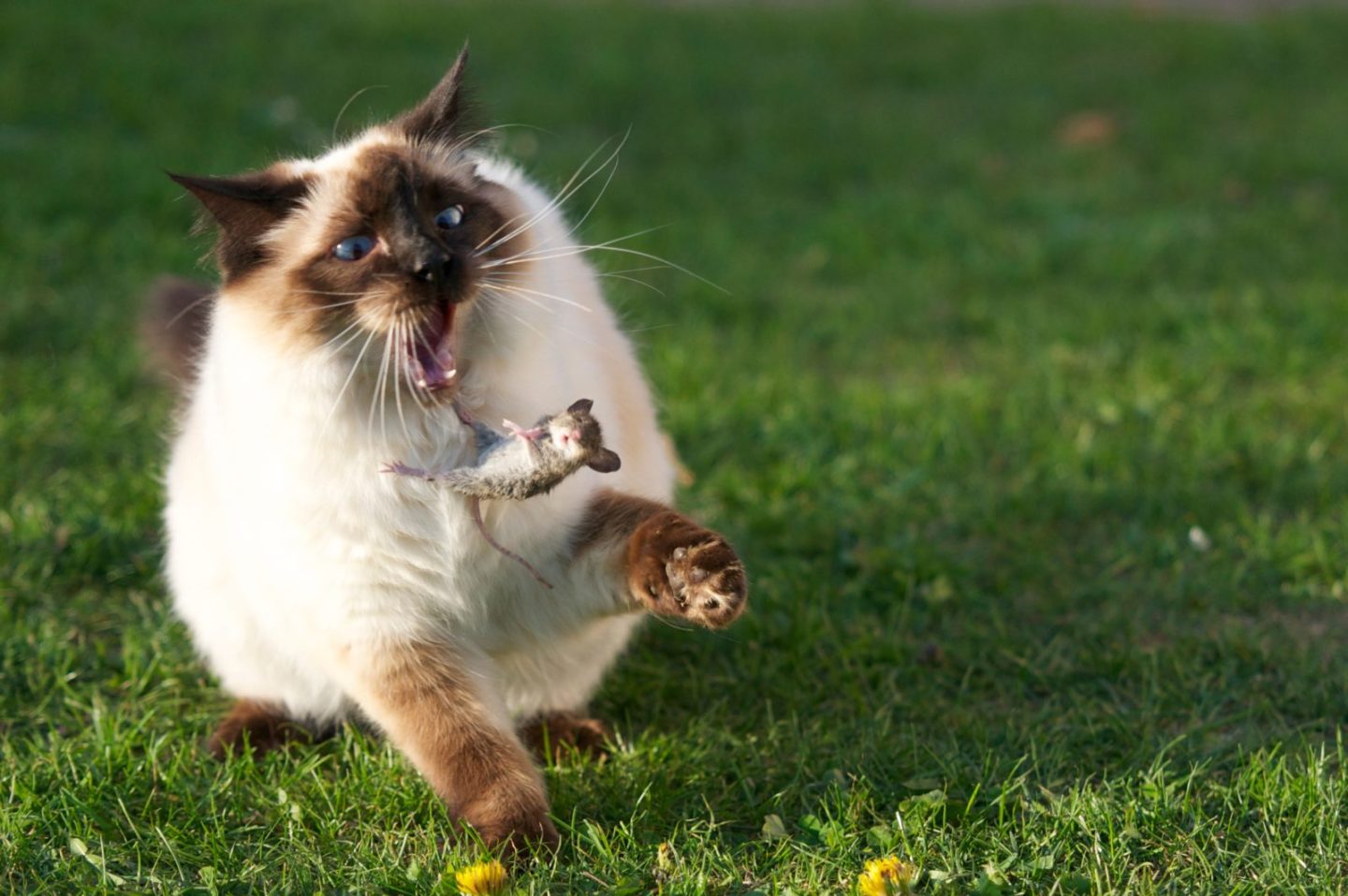 cat flipping mouse into the air