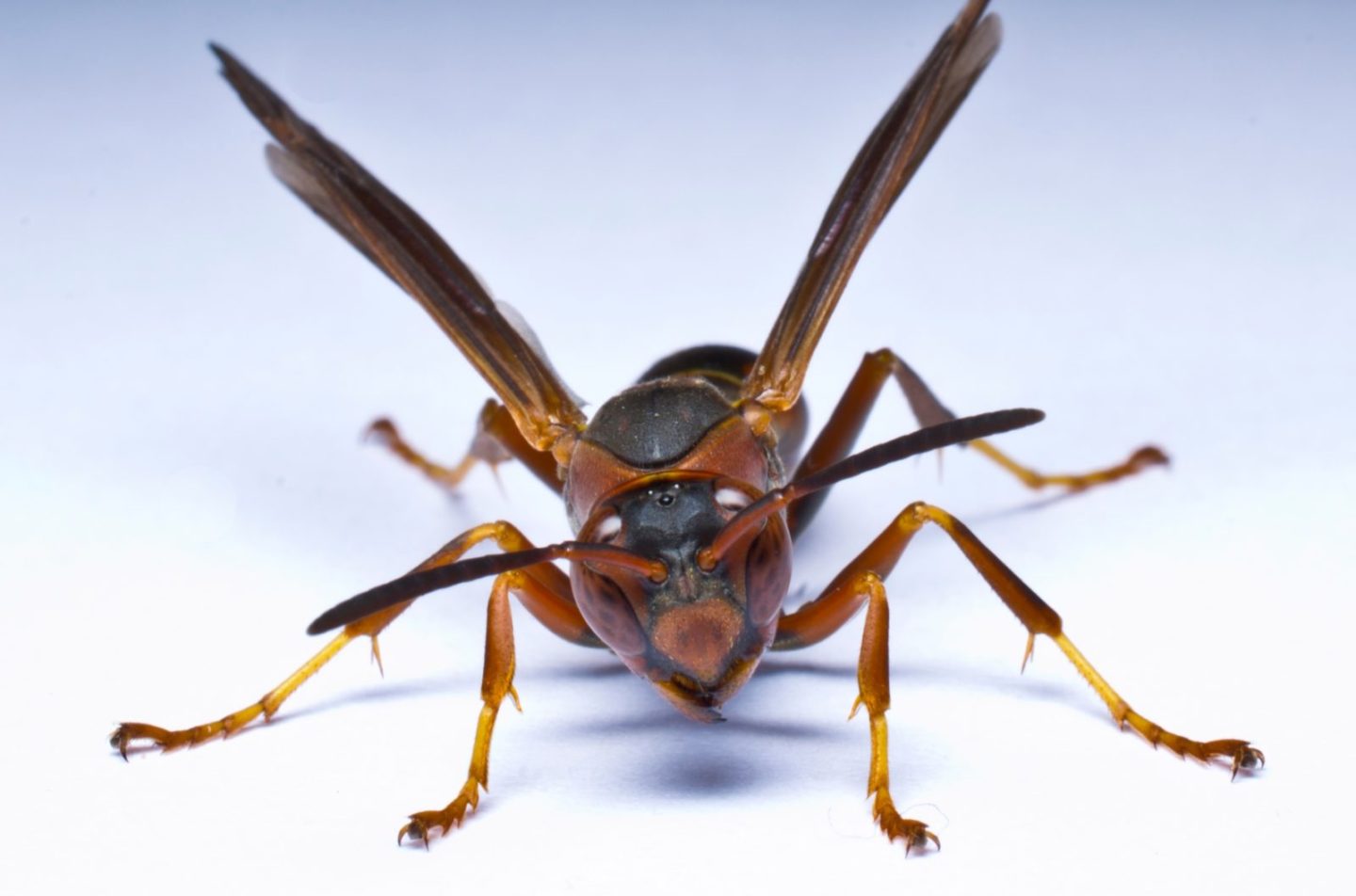 Paper_wasp_front_view_no_text