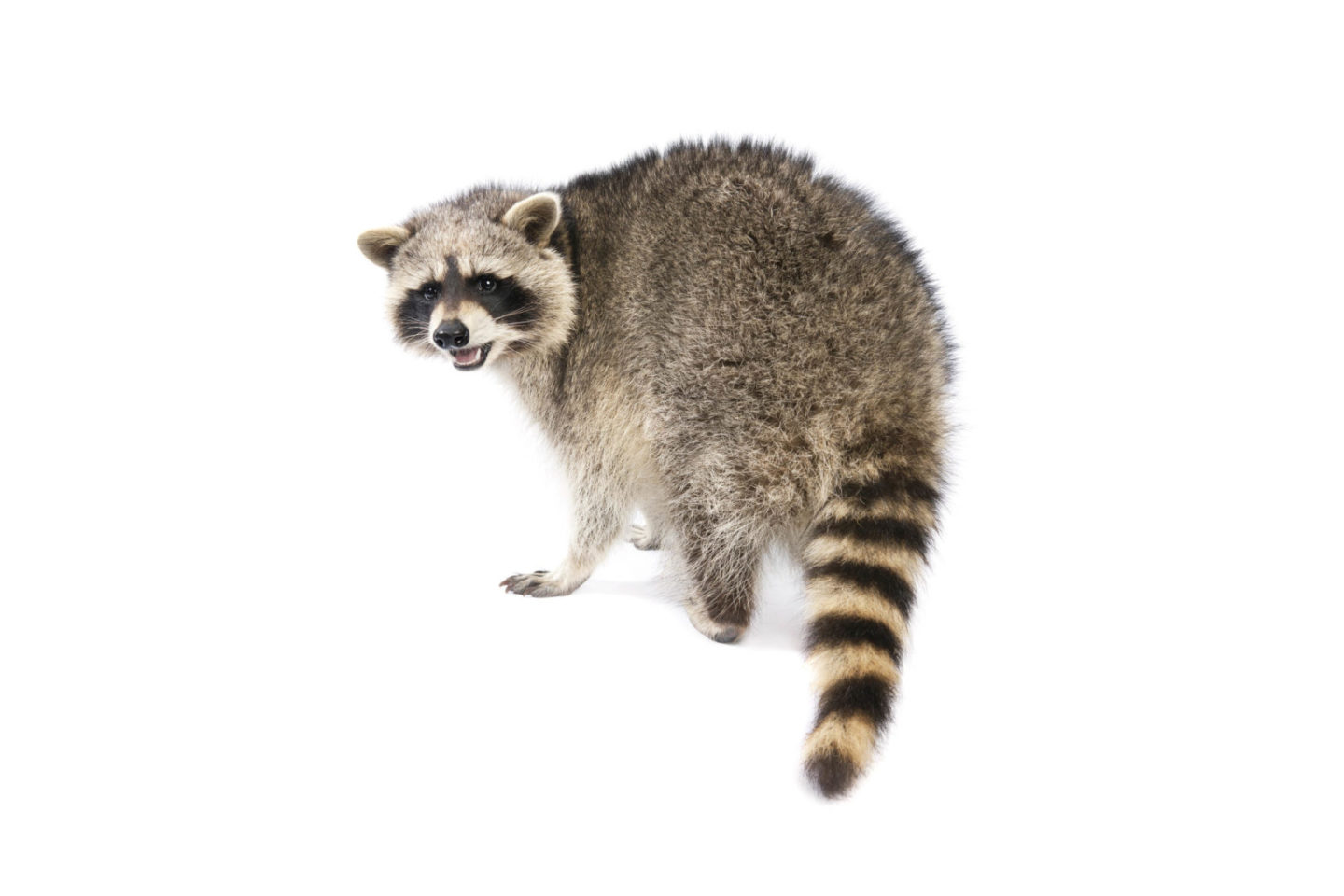 Racoon.jpg