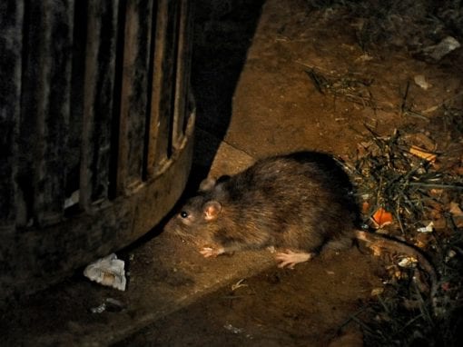 A brown rat stands on a dirt surface next to a metal trash can at night, with scattered debris and grass nearby.
