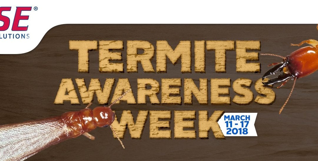 Termite Awareness Week: Property Damage