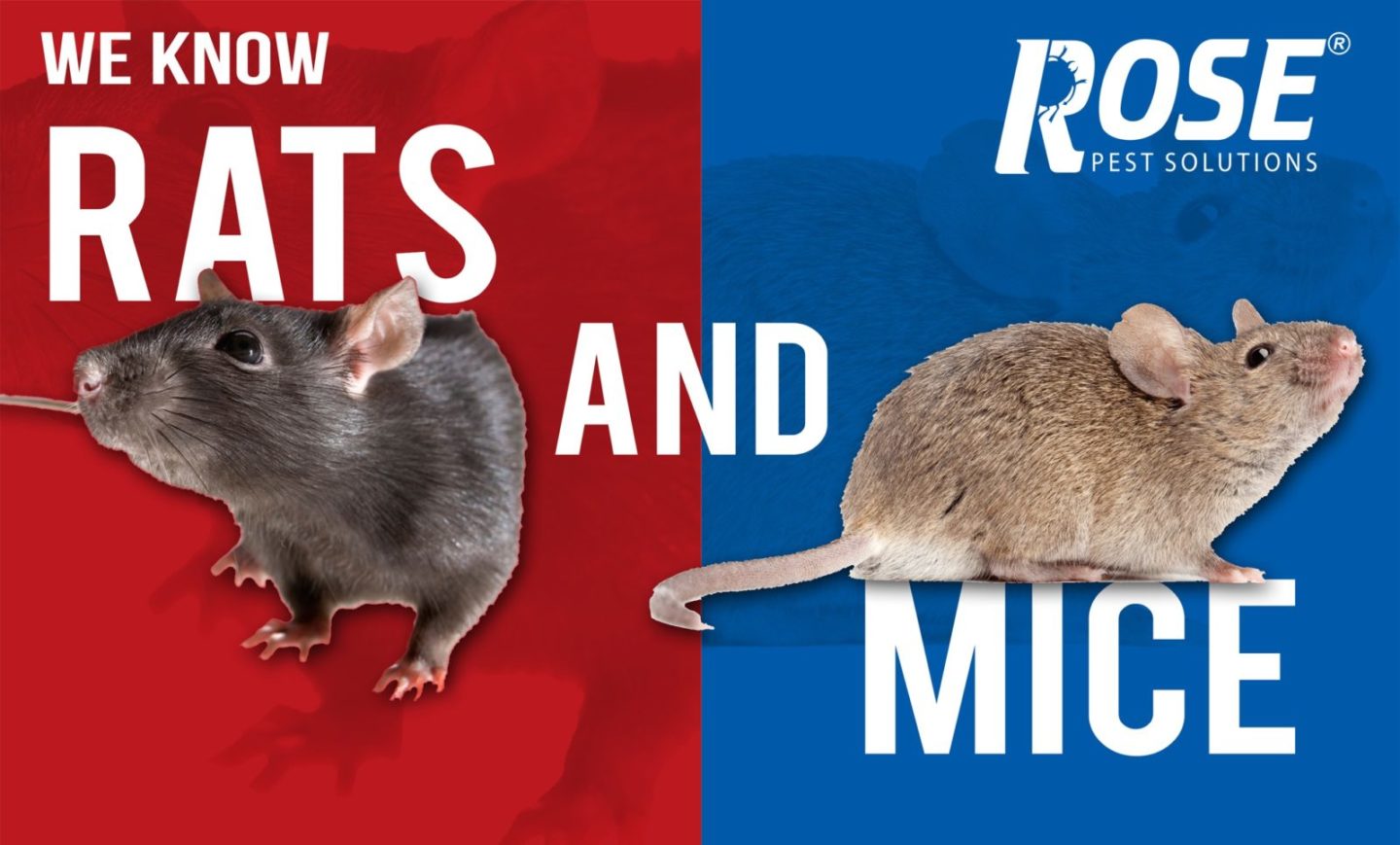 Rose Pest Solutions rat exterminator Chicago