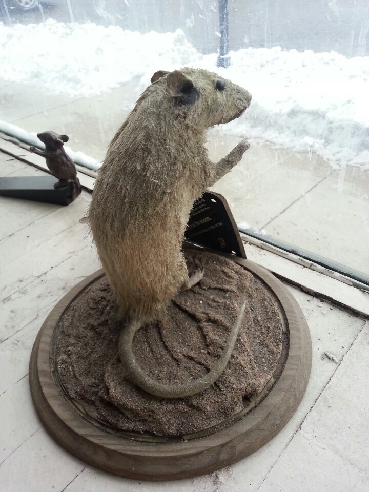 Taxidermy_Rat_in_Chicago_office