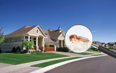 5 Things Attracting Termites to Your Home