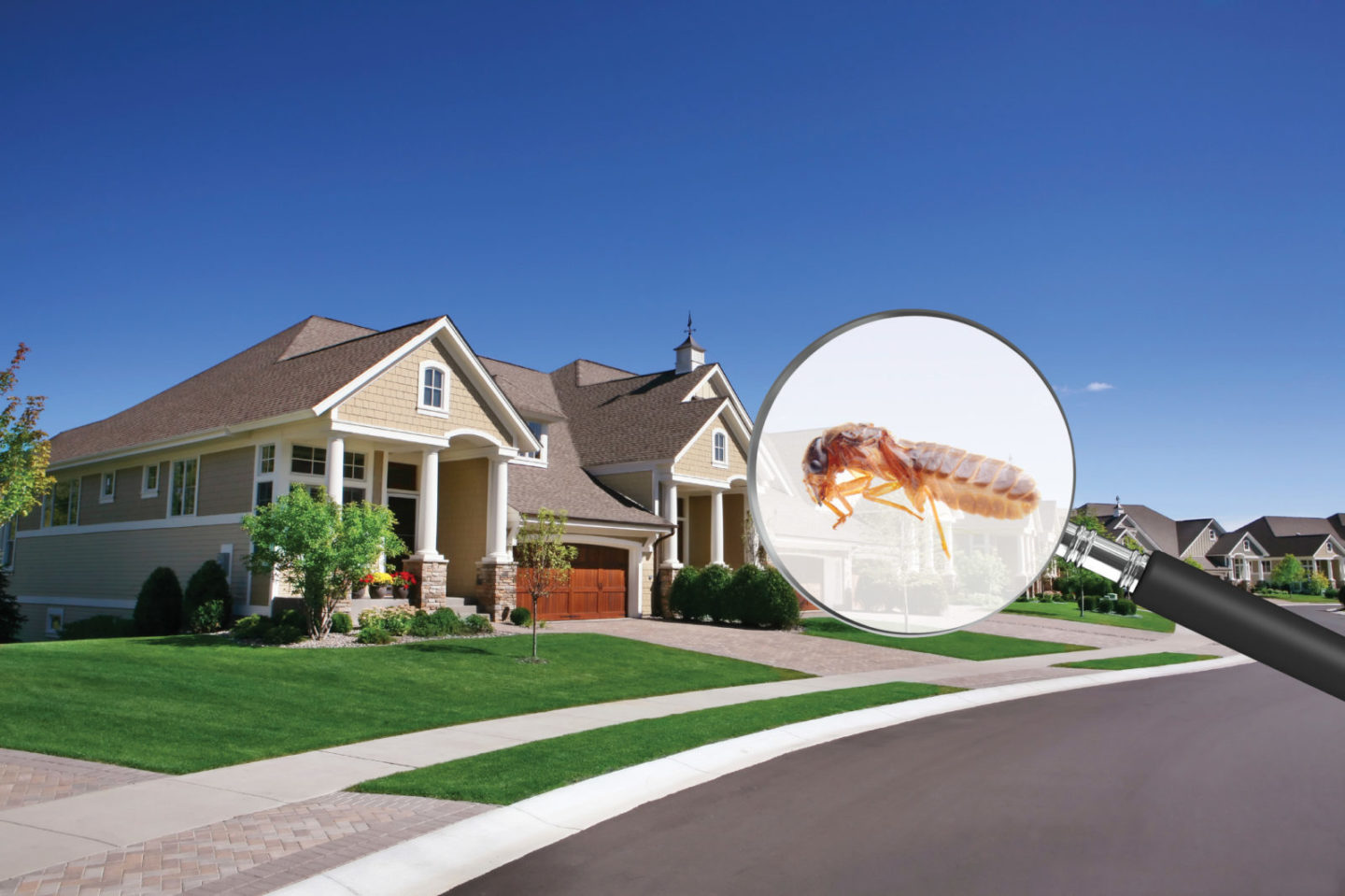 Termite_Neighborhood