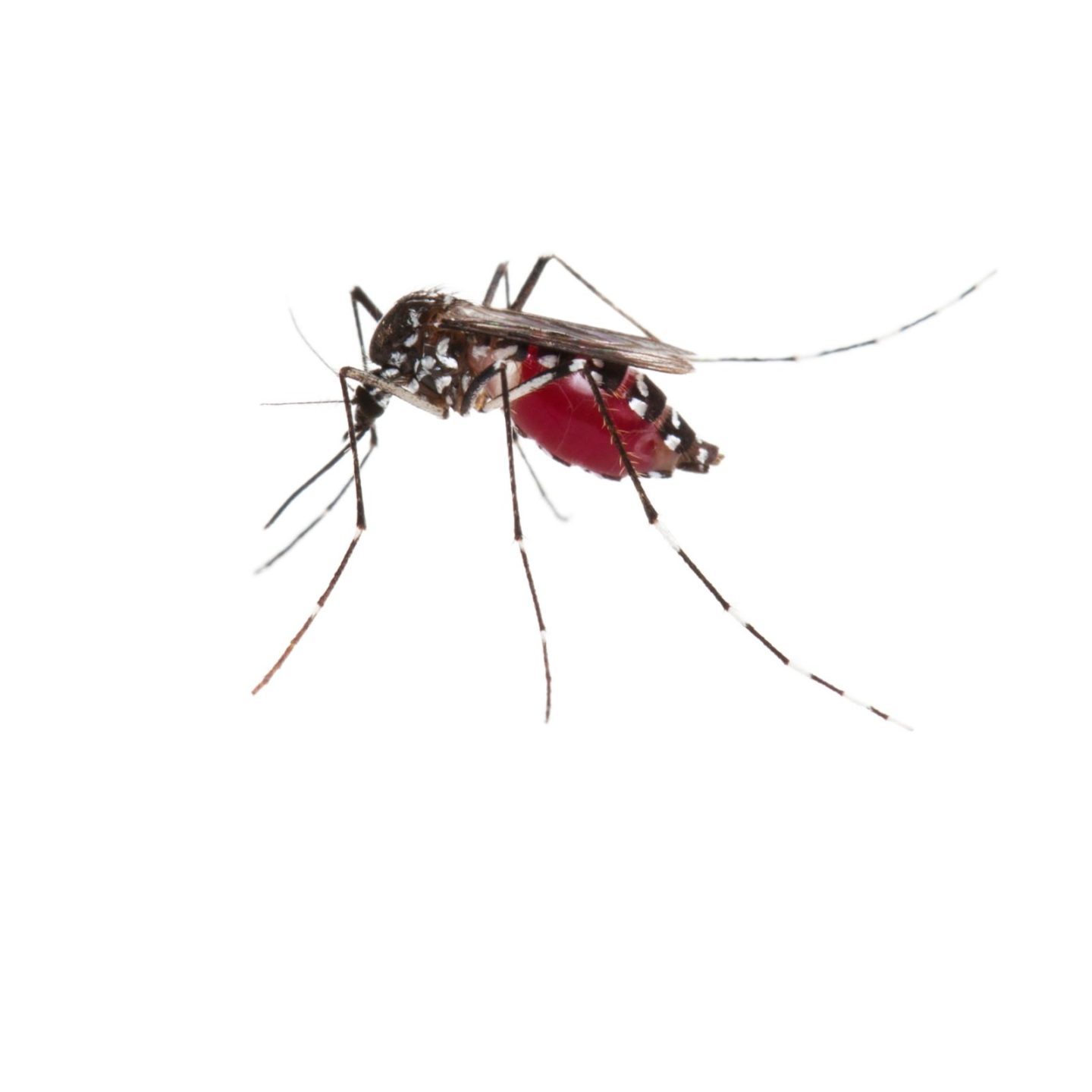 aedes_aegypti mosquito