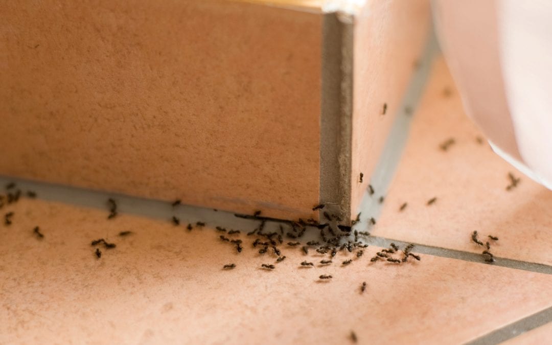 5 tips to prevent an ant infestation this Spring