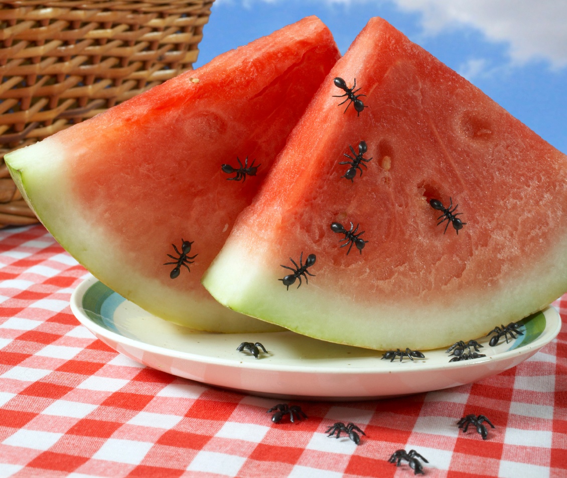 ants_on_watermelon_at_picnic_wide.jpg