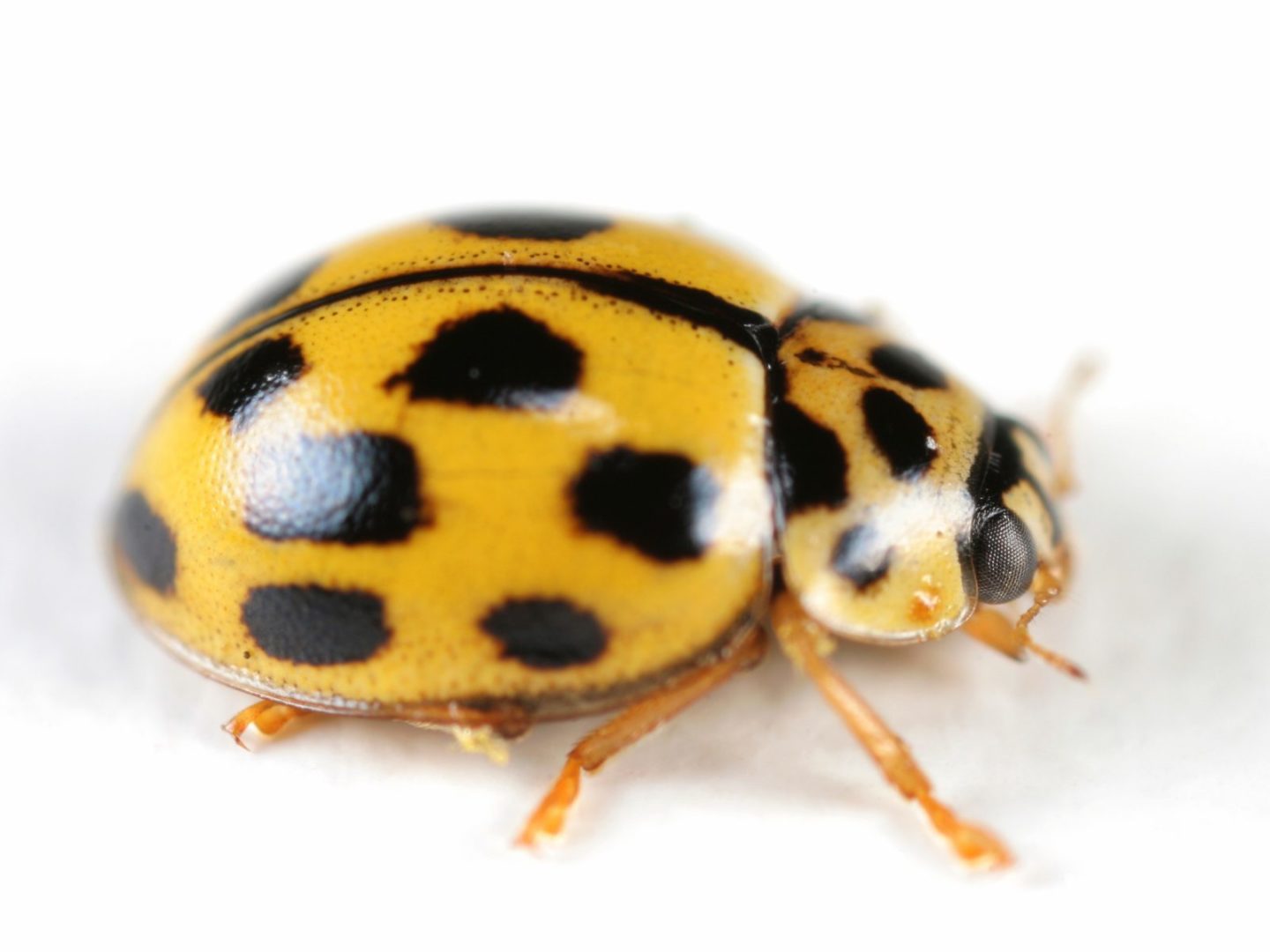 asian beetle.jpg