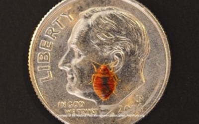 Tips for Bed Bug Prevention