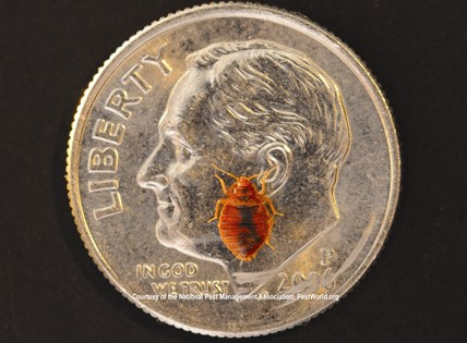 Tips for Bed Bug Prevention