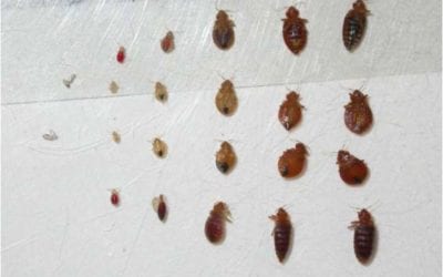 Bed Bug FAQ