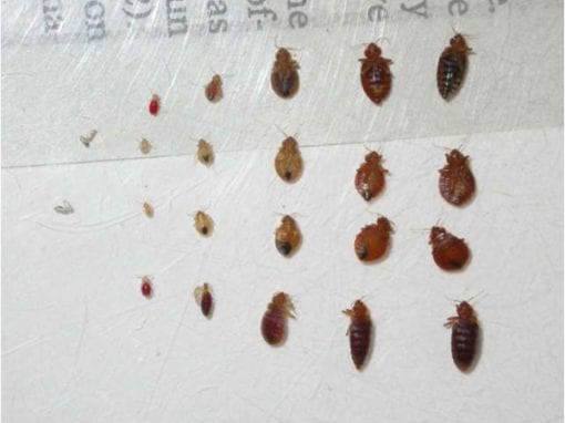 what do bed bug life cycle stages look like