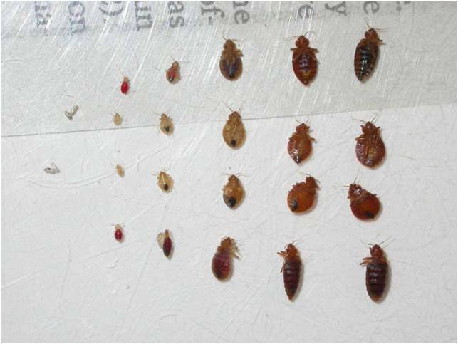 Bed Bug Identification Guide