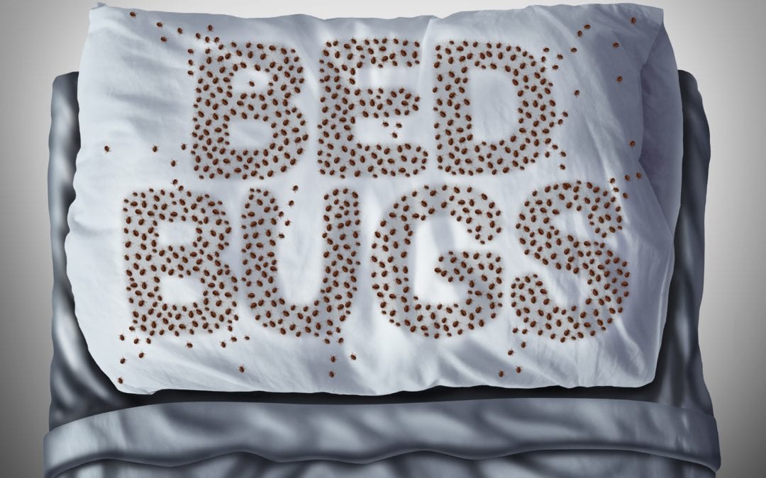 Commercial Bed Bug Education