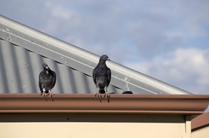 birds perched on gutters
