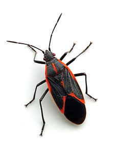 box_elder_bug-resized-600.jpg