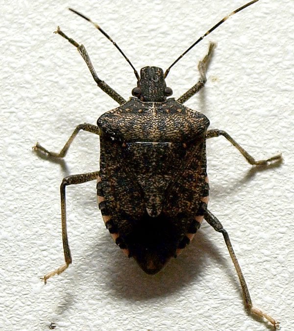 Are stink bugs really stinky?