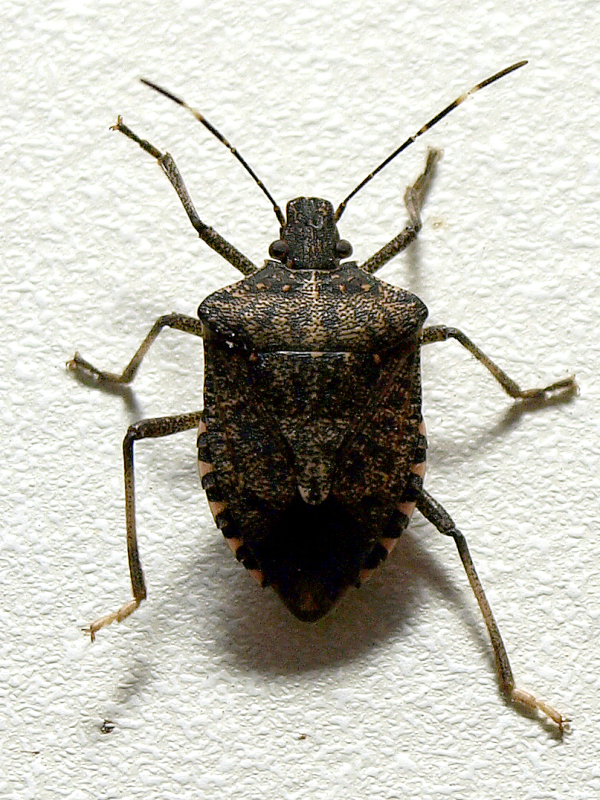 brown_marmorated_stink_bug-resized-600
