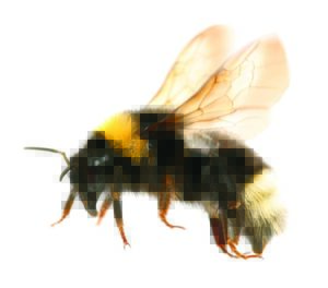 what does a bumble bee look like during stinging insect season