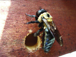 what does a carpenter bee look like