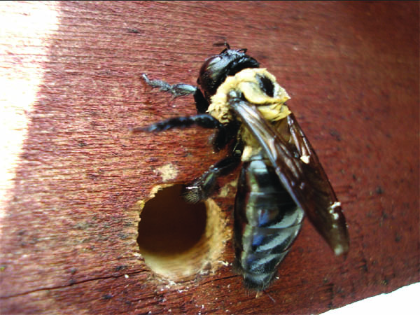 carpenter bee next to hole in wood