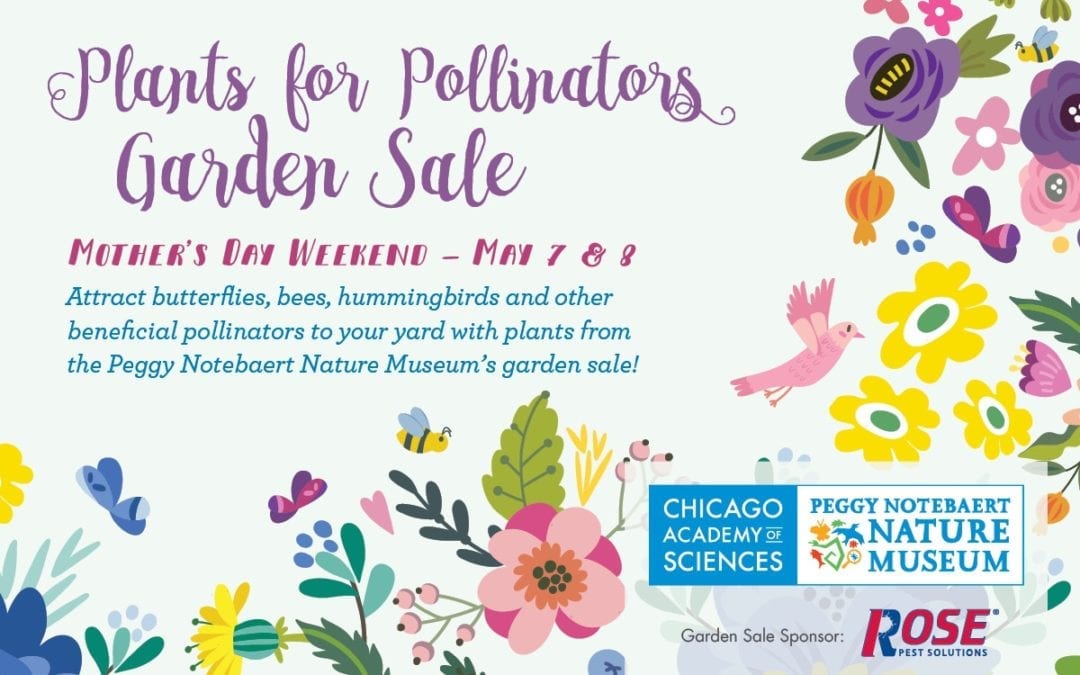 Join Us on Mother’s Day for the Plants for Pollinators Garden Sale!