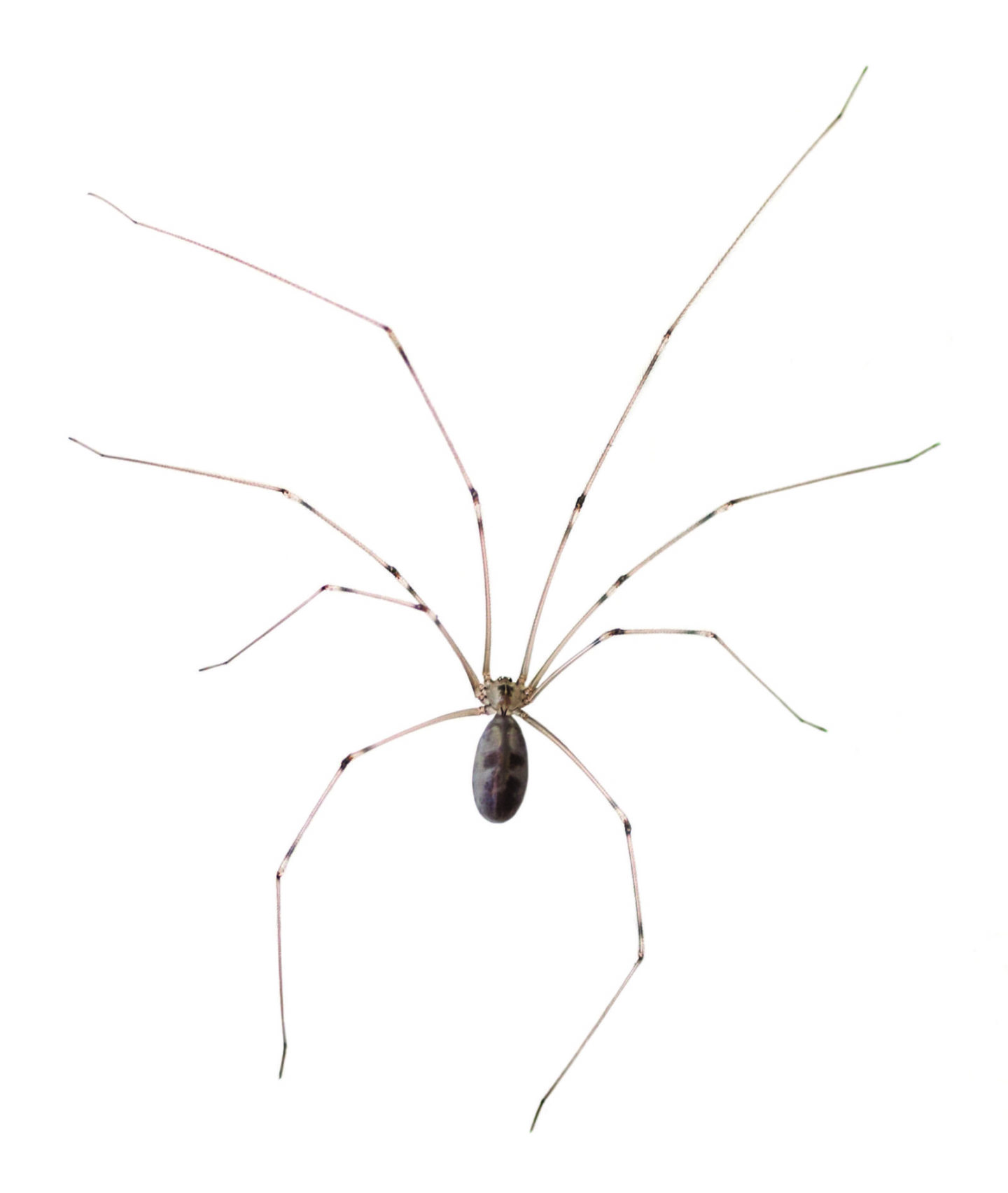 cellar-spider.jpg