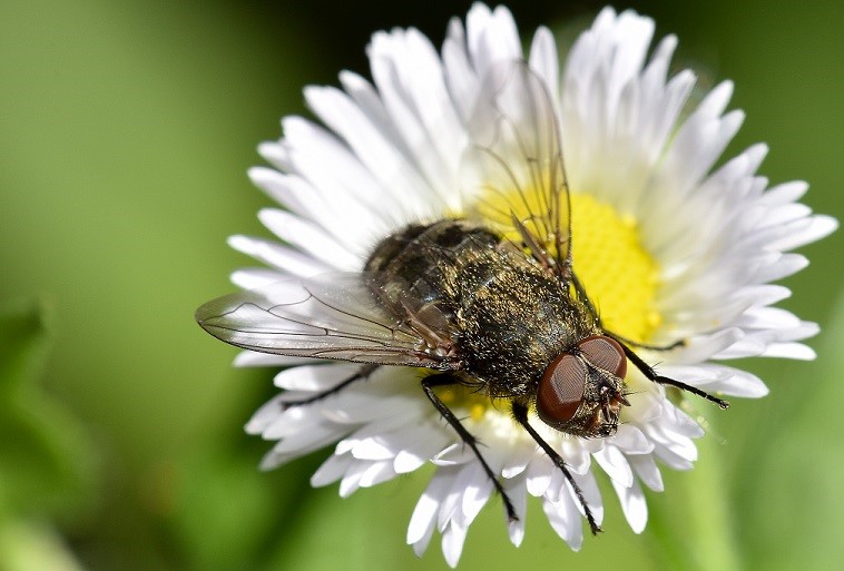 How YOU can help save the bees and other pollinators