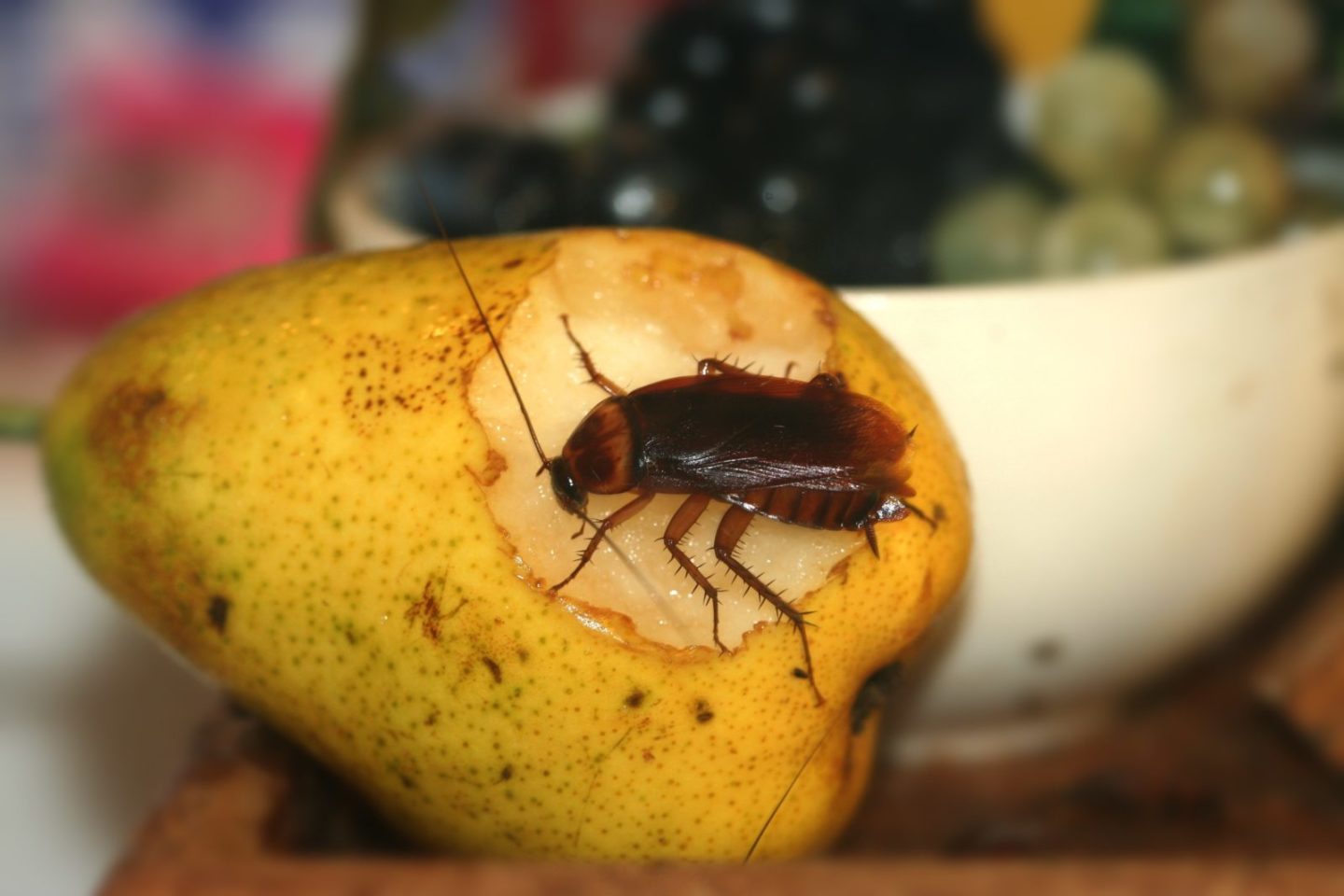 cockroach-1.jpg