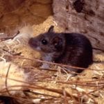 deer mouse in sawdust by Rose Pest Solutions