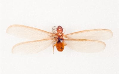 Termite Awareness Week: Tips To Keep Termites Out