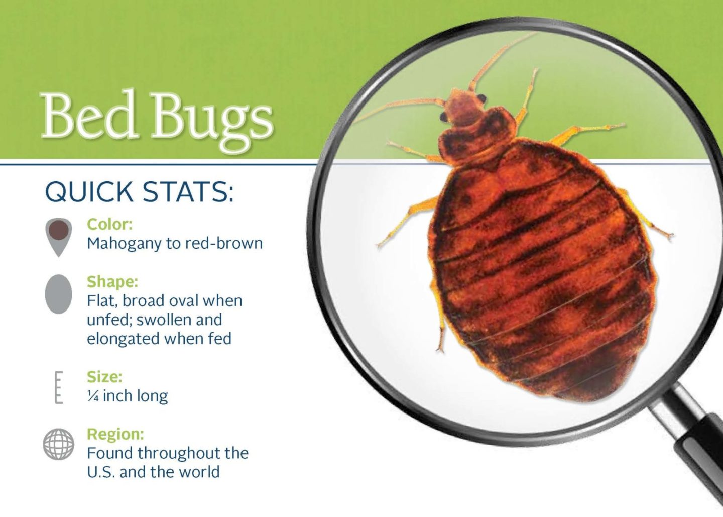 The poster of bed bugs 