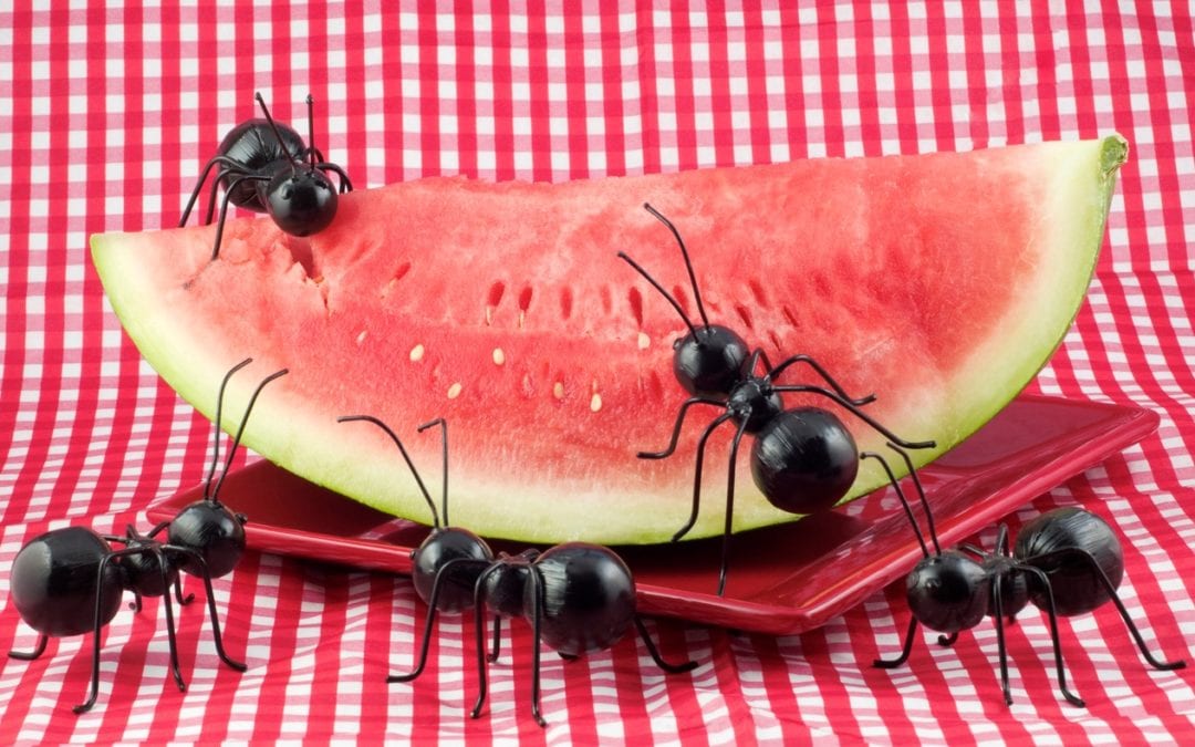 Avoid Ant Infestations This Summer!