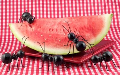 Avoid Ant Infestations This Summer!