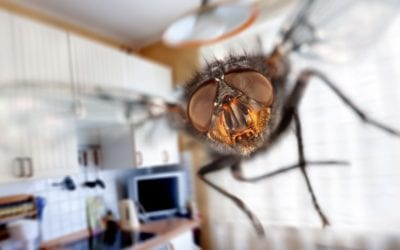 Keep Pesky Snacking Pantry Pests Out!