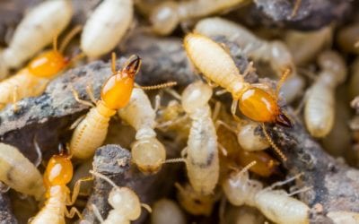 Commercial Termite Control Services
