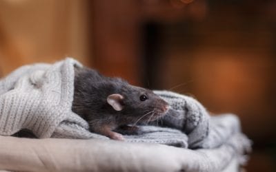 New Year, Same Old Pests: Protect Your Home by Pest-Proofing