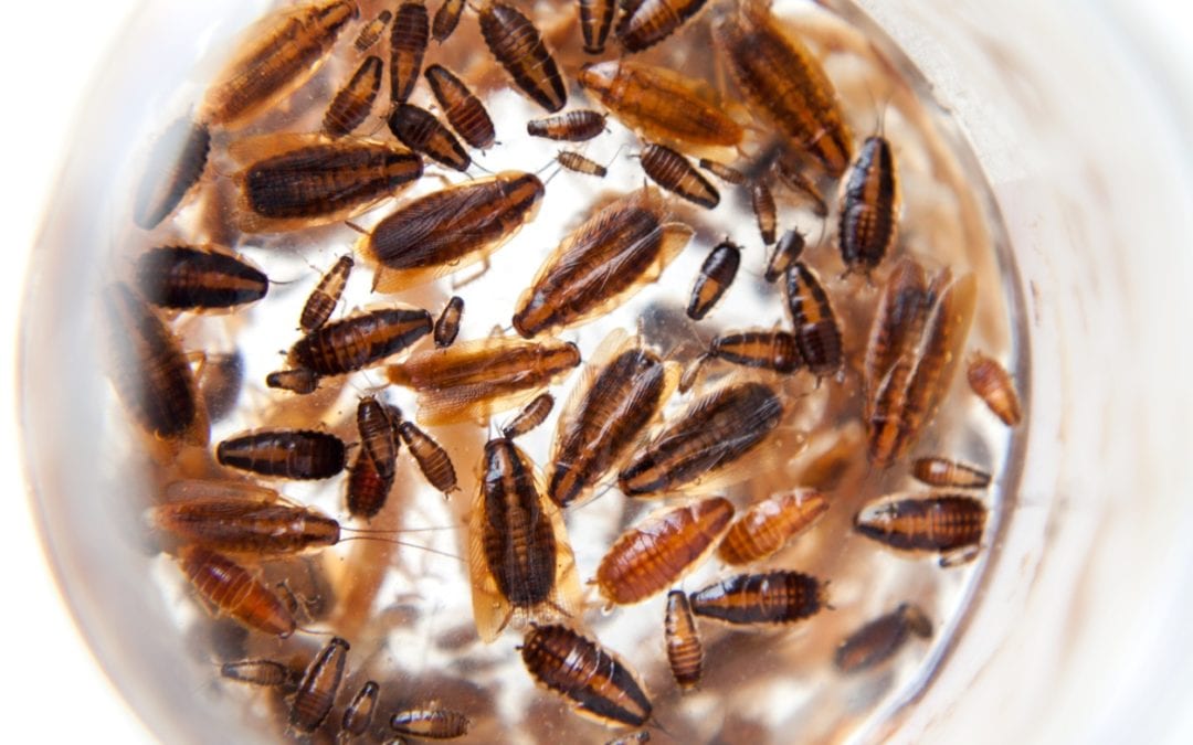 Spring Cleaning: Allergies Caused by Roaches