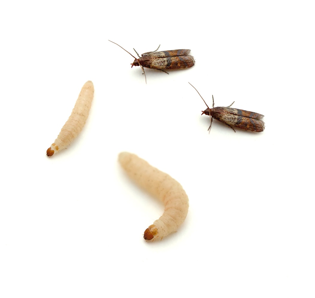 indian meal moth and larva.jpg