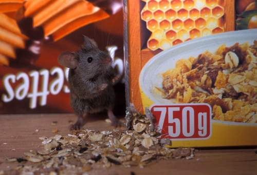 mouse eating cereal chewed corner of box