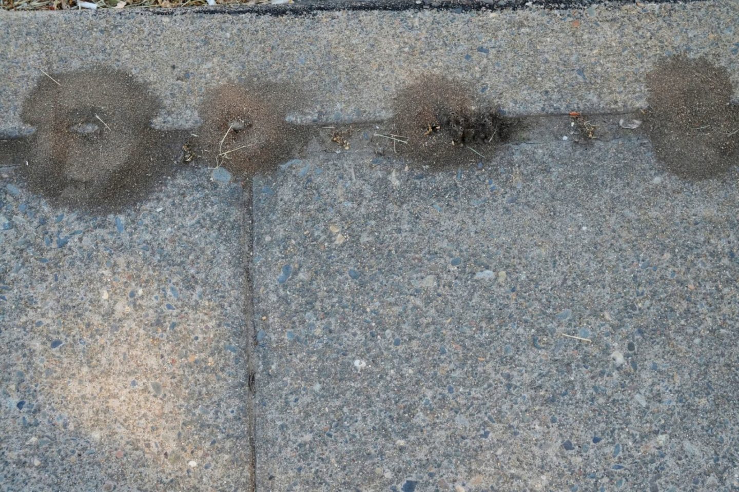 pavement_ant_mounds.jpg