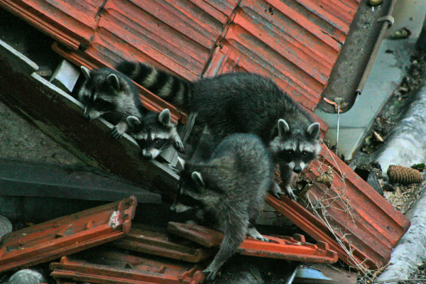 raccoon_family_in_roof-resized-600