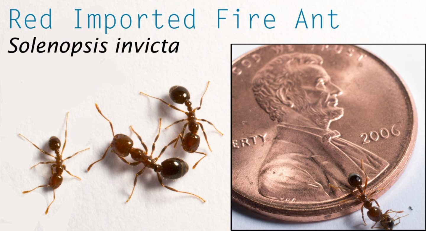 red_imported_fire_ants.jpg